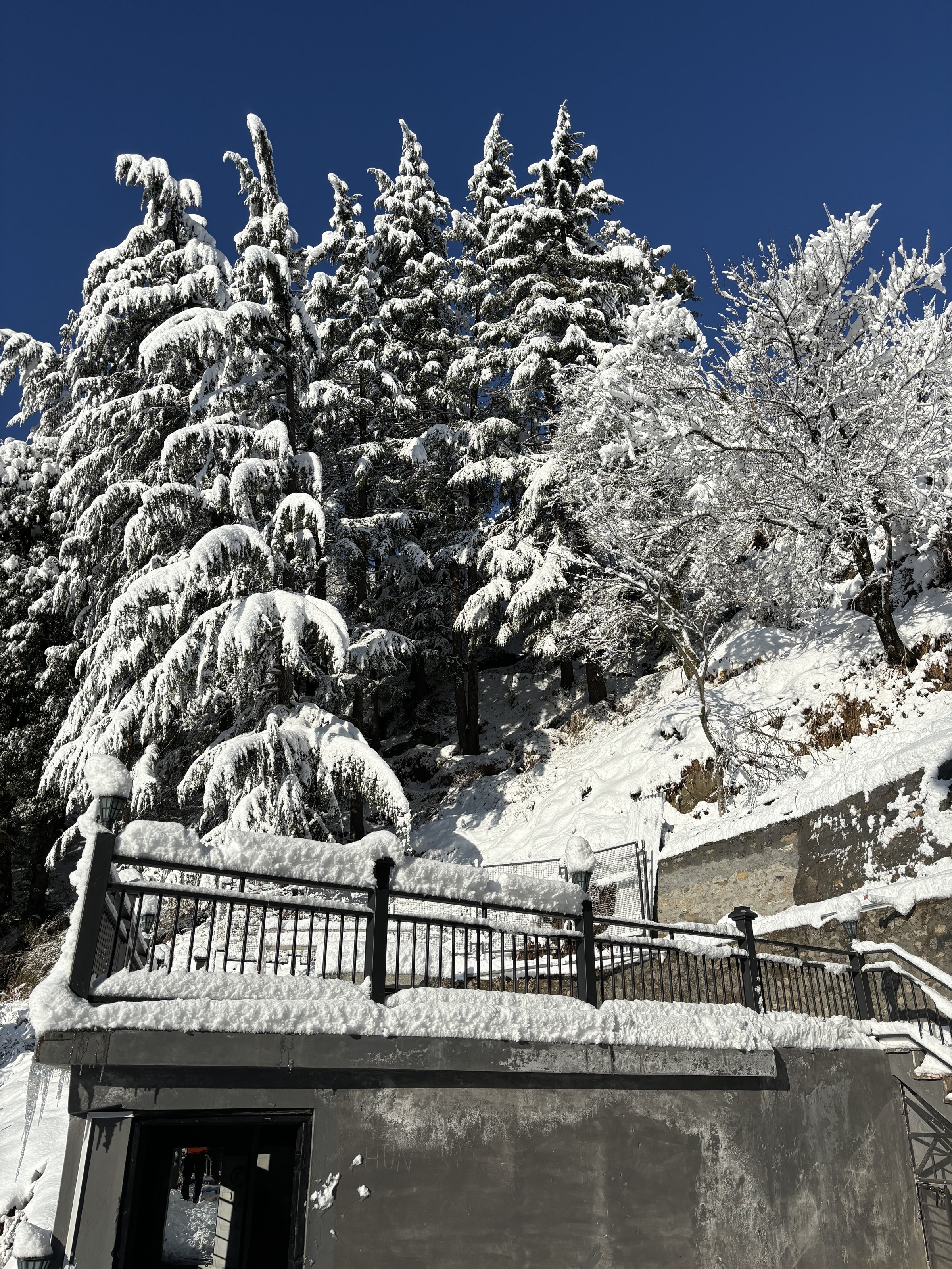 Snow-laden pines beside Ark Hunzuru in winter