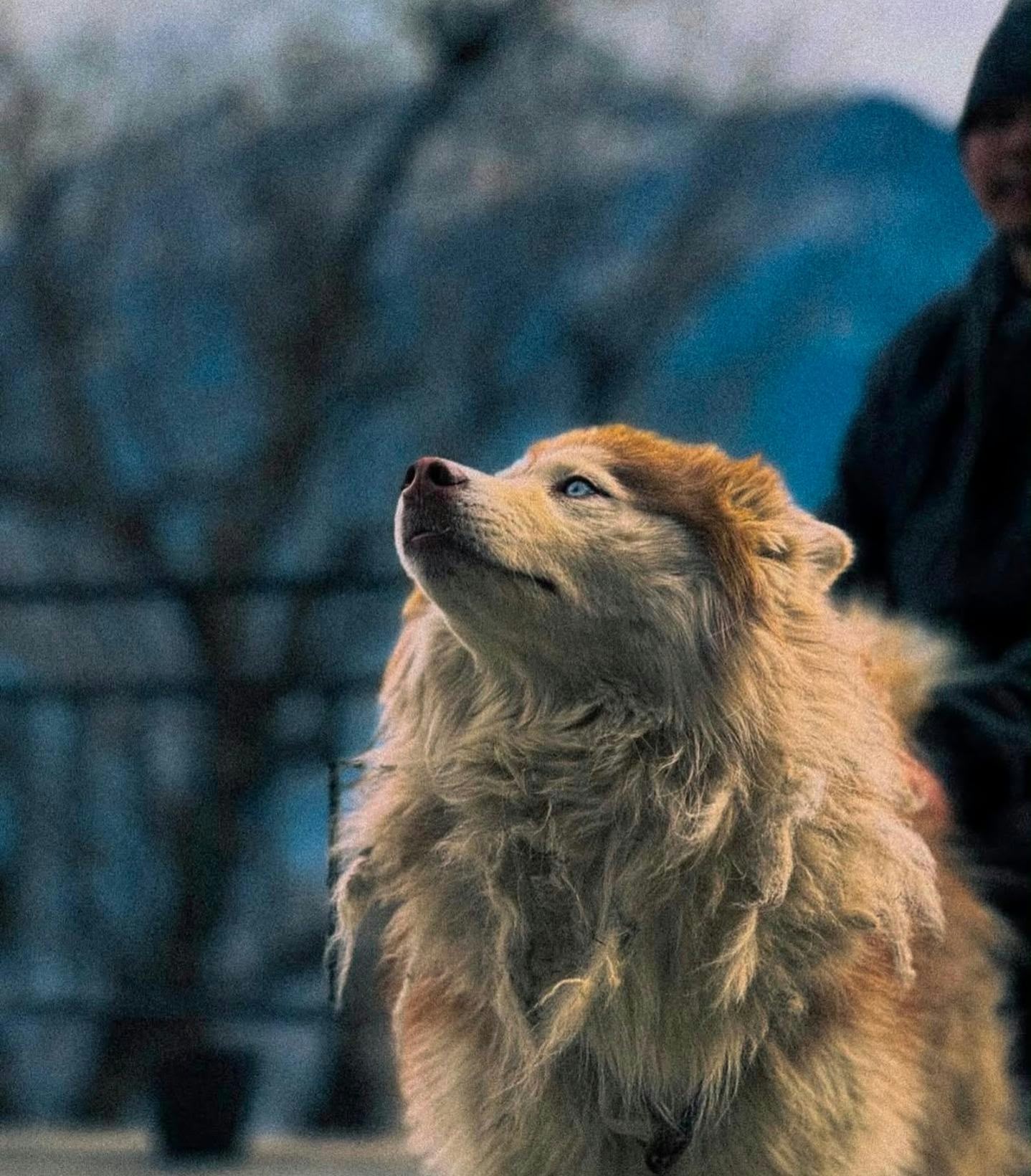 A husky looking up towards the mountains